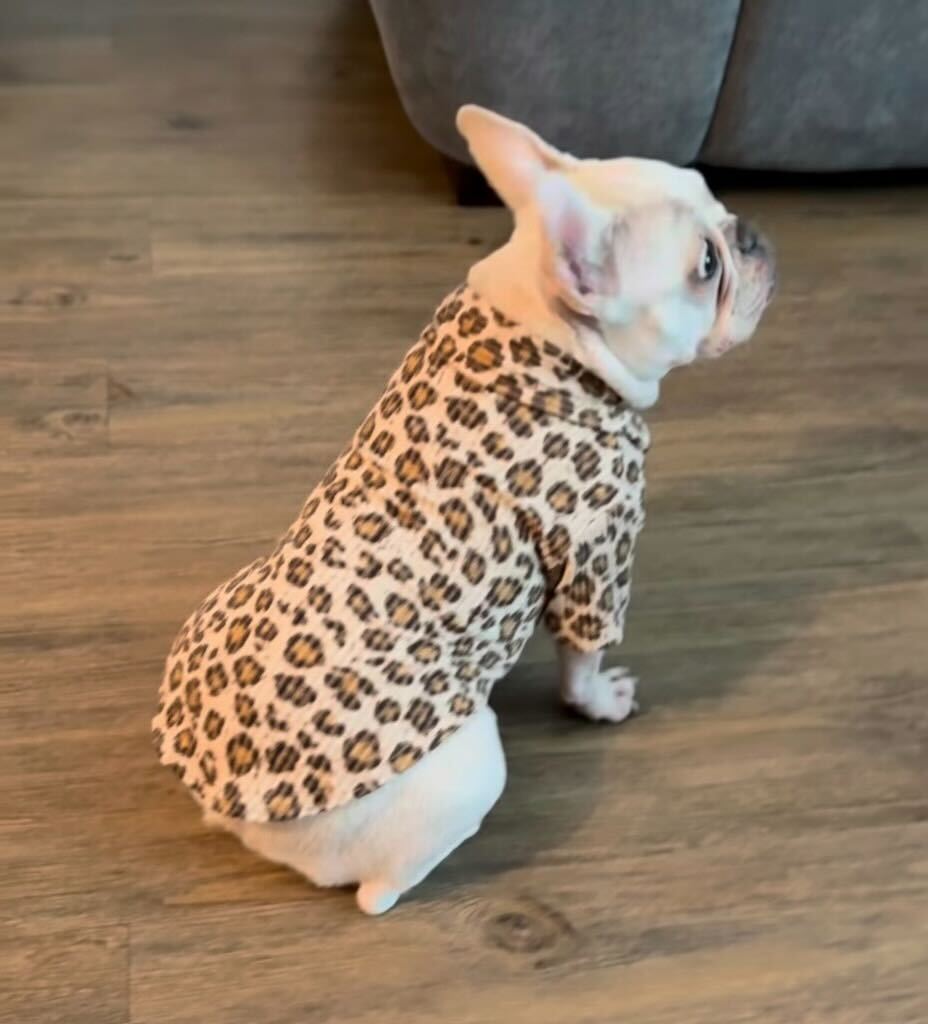 Leopard Doggie Bodysuit